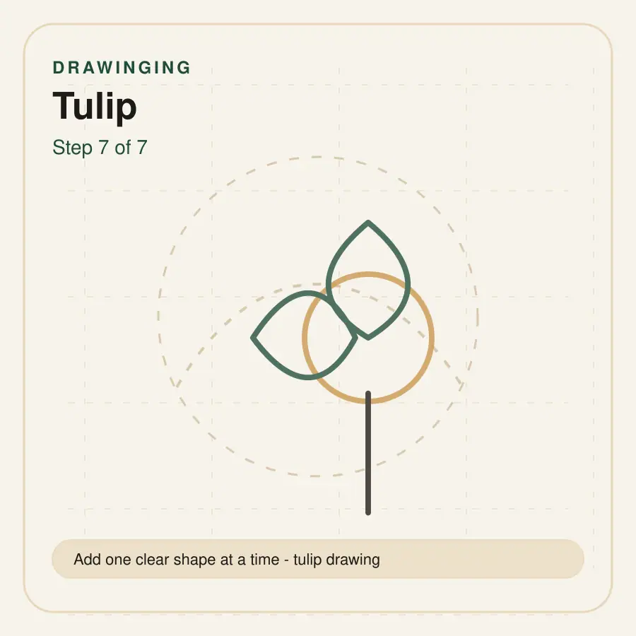 tulip drawing step 7